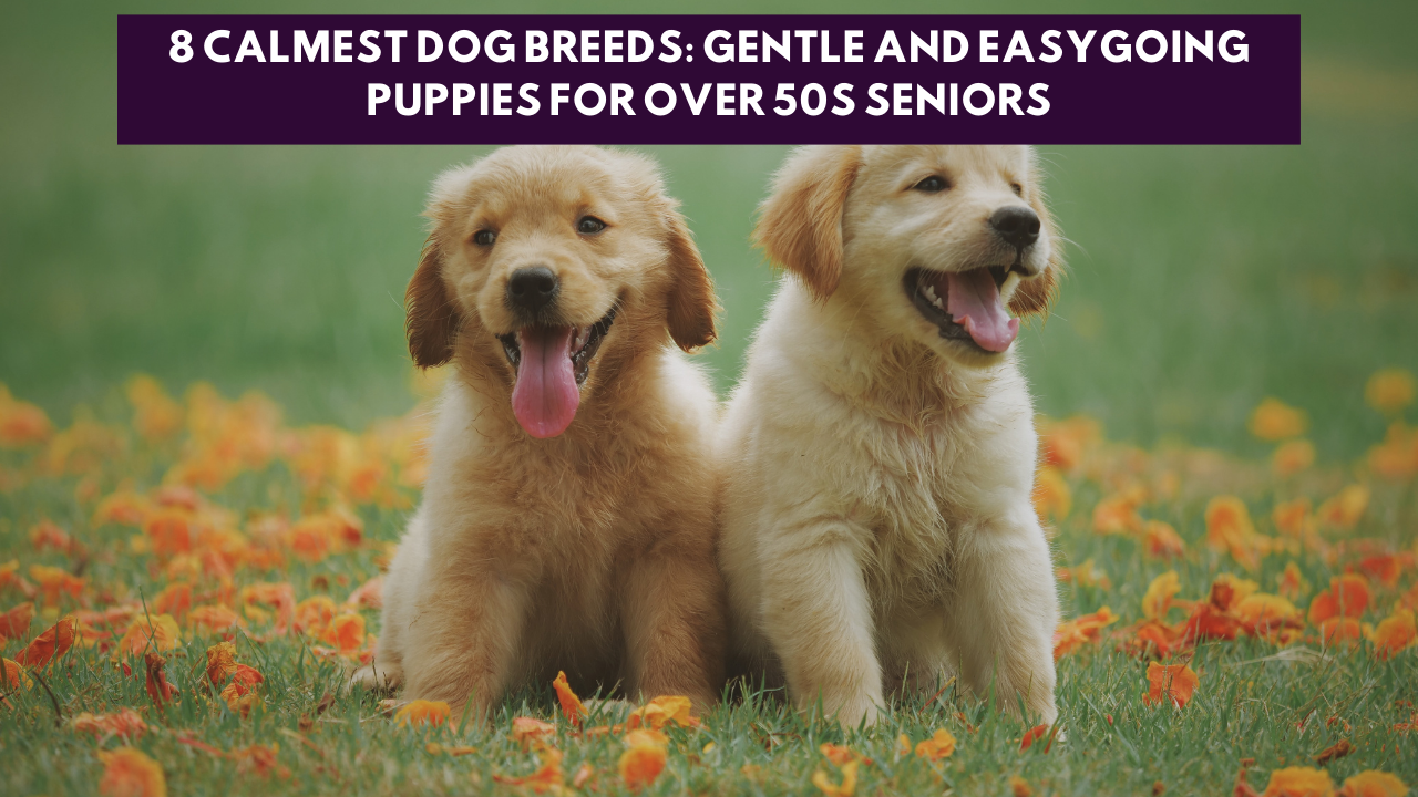 8 Calmest Dog Breeds: Gentle and Easygoing Puppies for Over 50s Seniors