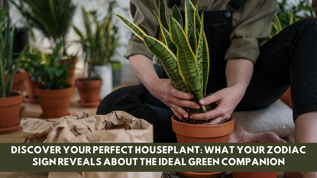 Discover Your Perfect Houseplant: What Your Zodiac Sign Reveals About the Ideal Green Companion